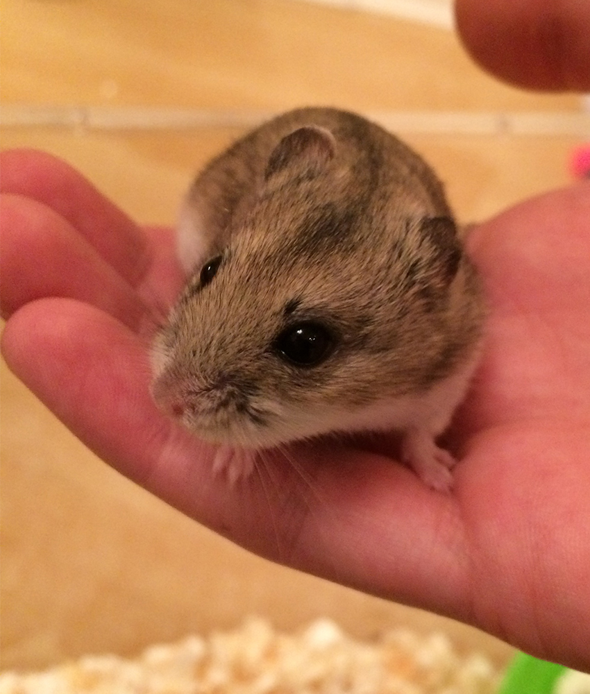 chinese hamster