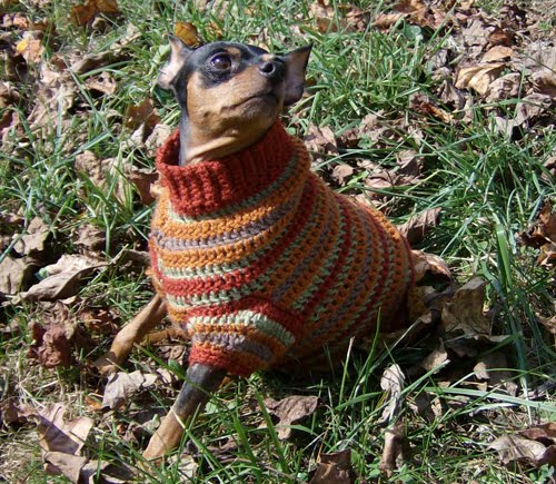 Free Crochet Dog Sweater Patterns - miniature pinscher