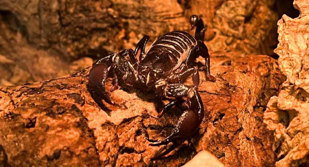 cave scorpion