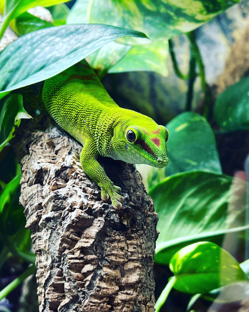 photo of my real pet day gecko