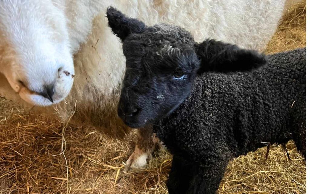photo of a black lamb with her mother