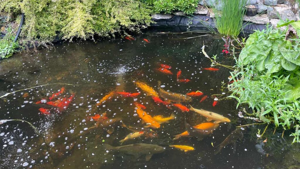 image of my old fish in my pond