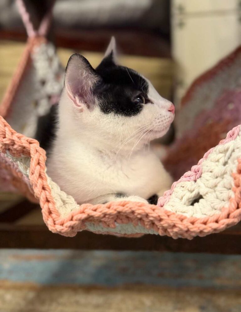 Crochet Cat Hammock