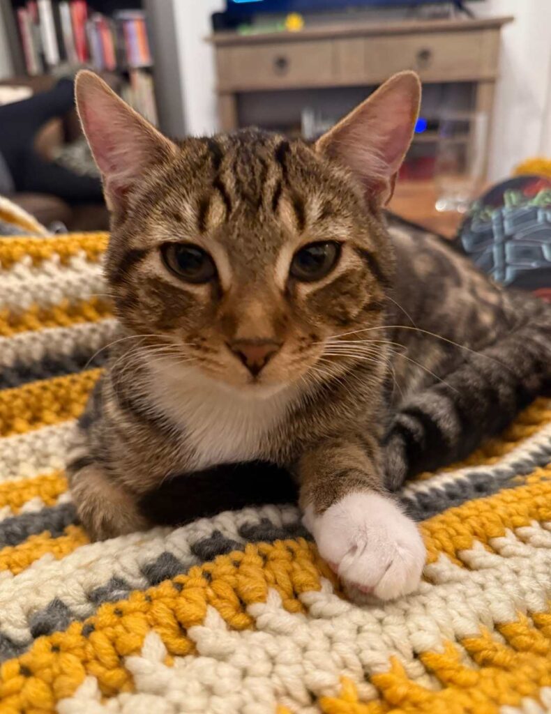 my cat tango sitting on the unsewed cushion cover