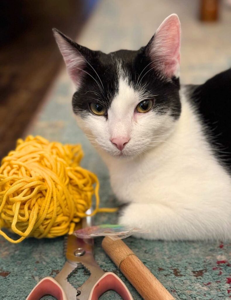 my cat with the yarn i used