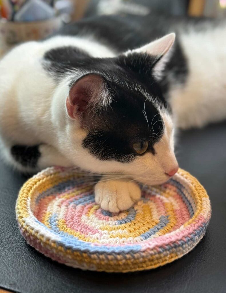 my cat Arlo resting on the dish